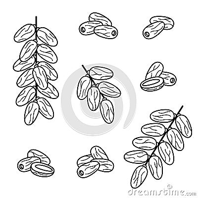 Dates fruit set. Collection icon dates fruit. Vector Vector Illustration