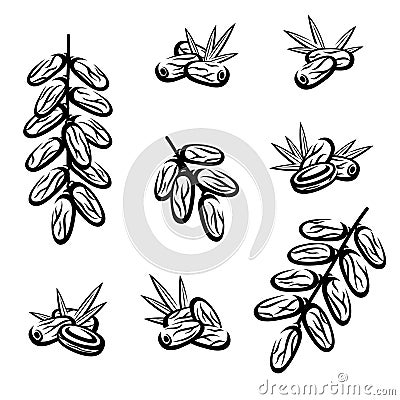 Dates fruit set. Collection icon dates fruit. Vector Vector Illustration