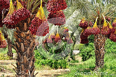 Dates harvest. Stock Photo