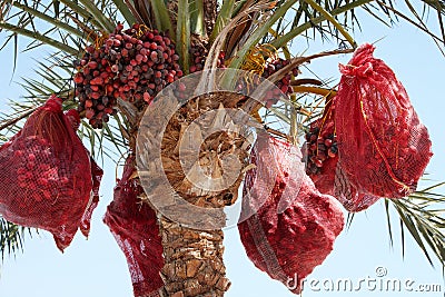 Dates palm tree crop blue sky Stock Photo