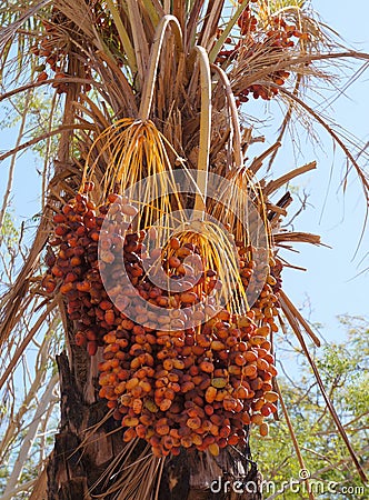 Dates on the palm tree Stock Photo