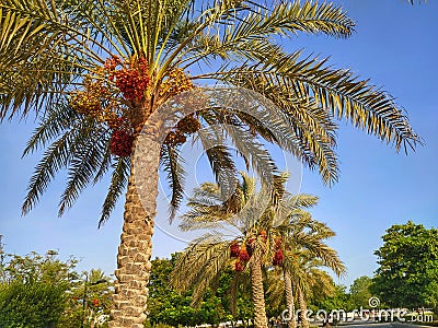 Dates palms at Seeb beach park, Muscat Oman Stock Photo