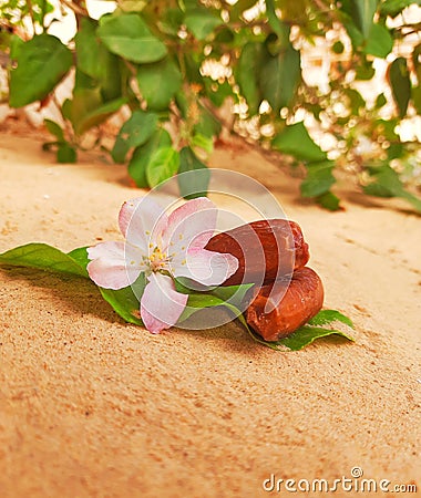 Dates palms tree with flower in desert Stock Photo