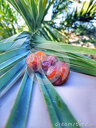 Dates palms tree healthy fruits and palms Stock Photo