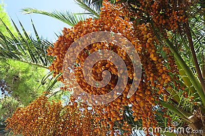 Dates that ripen on the date tree Stock Photo