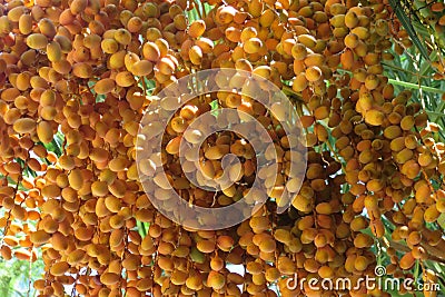 Dates that ripen on the date tree Stock Photo