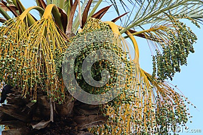 Dates ripen on a palm tree in northern Israel Stock Photo