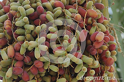 DATES - THE SYMBOL OF ARAB CULTURE Stock Photo