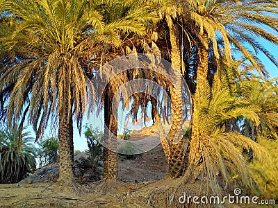 Dates Tree We should thanks this Tree who producing yummy Dates in the season for us to eat and have fun. Stock Photo