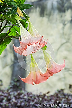 Datura (angel trumpet) flower Stock Photo
