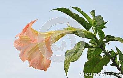 Datura (angel trumpet) flower Stock Photo