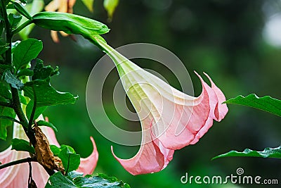 Datura (angel trumpet) flower Stock Photo