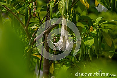 Datura angel trumpet flower plant green white natural Stock Photo