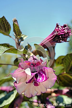 Datura Cornucopia Flowers Stock Photo