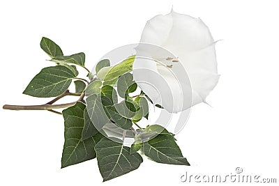 Datura flower, dope, stramonium, thorn-apple, jimsonweed, isolated on white background Stock Photo