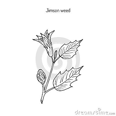 Datura stramonium, or Thorn apple Vector Illustration