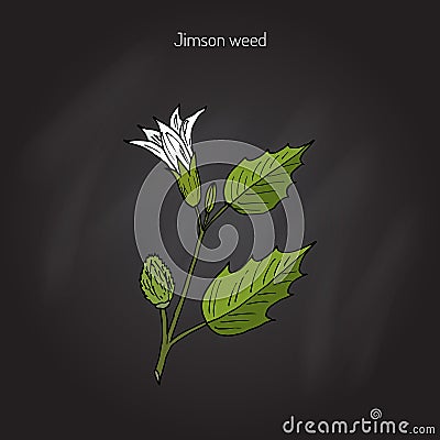 Datura stramonium, or Thorn apple Vector Illustration