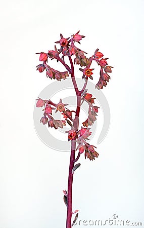 Dick`s Pink Succulent Flower Stalk Stock Photo