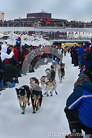 David Dalton begins the Yukon Quest Sled Dog Race Editorial Stock Photo