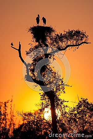 Dawn at jabiru stork nest Stock Photo