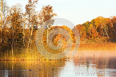 Dawn mist in the autumn with Great crested grebes in the lake Stock Photo