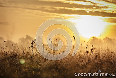 Dawn mist and dry grass Stock Photo