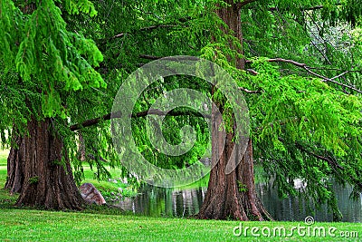 Dawn Redwood Trees Stock Photo