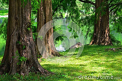 Dawn Redwood Trees Stock Photo