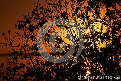 Dawn sunset sun through tree branches black contour of branche Stock Photo