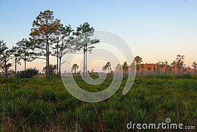 Dawn at Three Lakes Wildlife Management Area, Florida Stock Photo