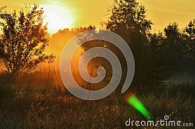 Dawning in the woods, the sun is pouring meadow Stock Photo