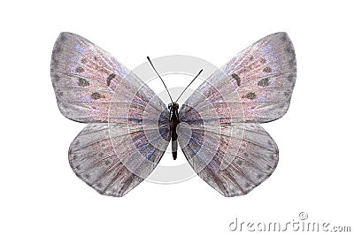 Day butterfly Lycaenidae with white wings and a pink shade. isolated on white background Stock Photo
