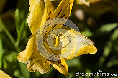 Yellow Easier Spring Day Lilies 019 Stock Photo