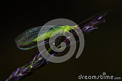 Day fly (ephemeroptera) Stock Photo