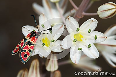 Day-flying Burnet Moth on flowers - Zygaena fausta Stock Photo