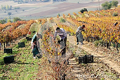 Day laborers working in the field on a vintage day Editorial Stock Photo