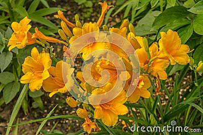 Day Lilies Stock Photo