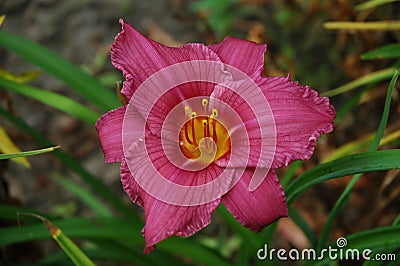 Day-Lily hybrid Stock Photo