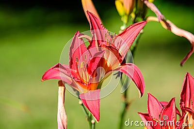 day lily, red, red flower, red day lily, daylily summer, summer time, summer flowers, lake, water, summer garden, garden, garden Stock Photo