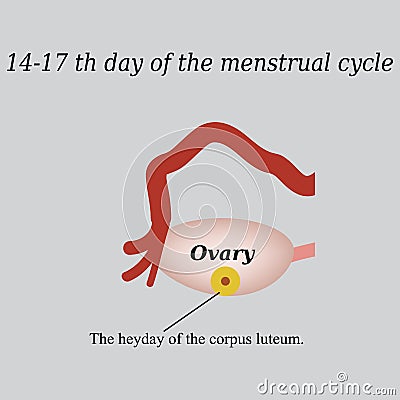 14 -17 day of the menstrual cycle - the formation Vector Illustration