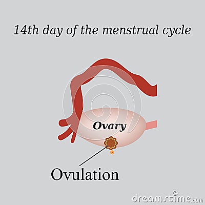 14 day of the menstrual cycle - ovulation. Vector Vector Illustration