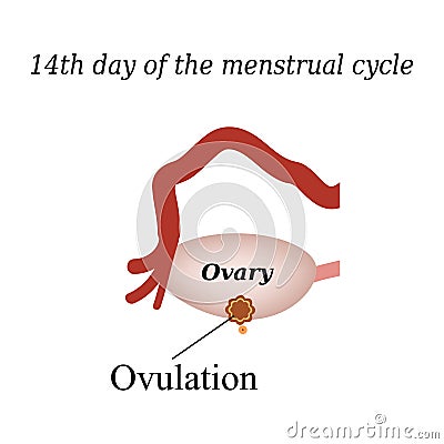 14 day of the menstrual cycle - ovulation. Vector Vector Illustration