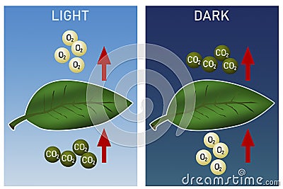 Day and night photosynthesis diagram Stock Photo