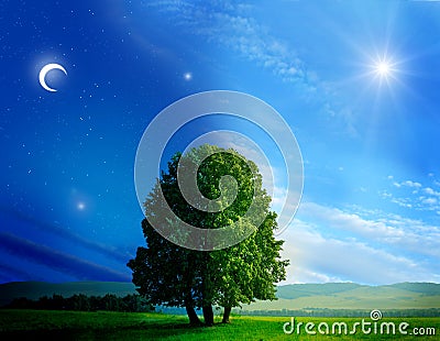 Day and night tree Stock Photo