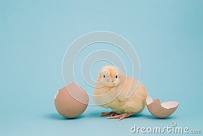 Day old chick with eggshell on blue background Stock Photo