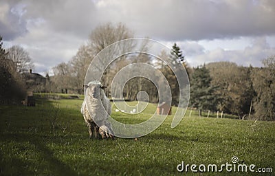 Day-old lamb. Spring. UK Stock Photo