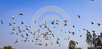 Day sky view birds flying in the sky Stock Photo