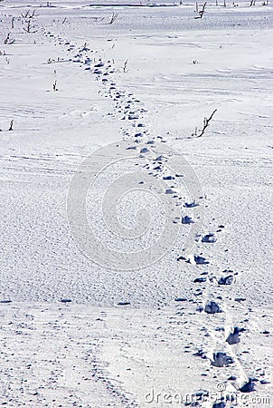 Day view of human traces on snow in the field Stock Photo