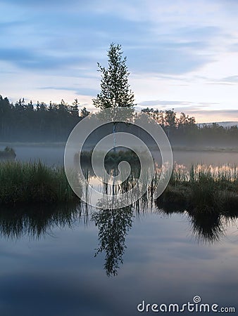 Daybreak autumn lake with small duck Mirror water level in mysterious forest, young birch tree on island in middle. Stock Photo