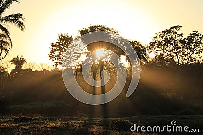 Daybreak in Pantanal Stock Photo